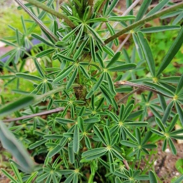 Lupinus angustifolius Листок