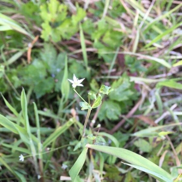 Stellaria alsine Flower