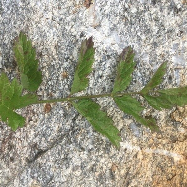 Pimpinella major Лист