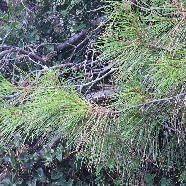 Pinus halepensis Blad