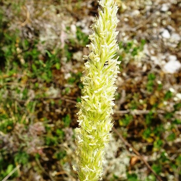 Koeleria vallesiana Fiore