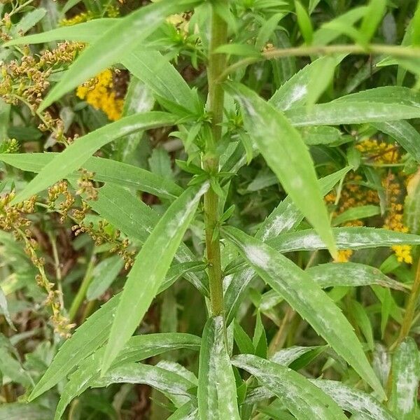 Solidago canadensis List