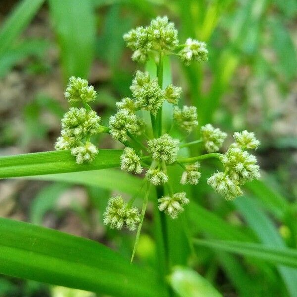 Scirpus atrovirens 花