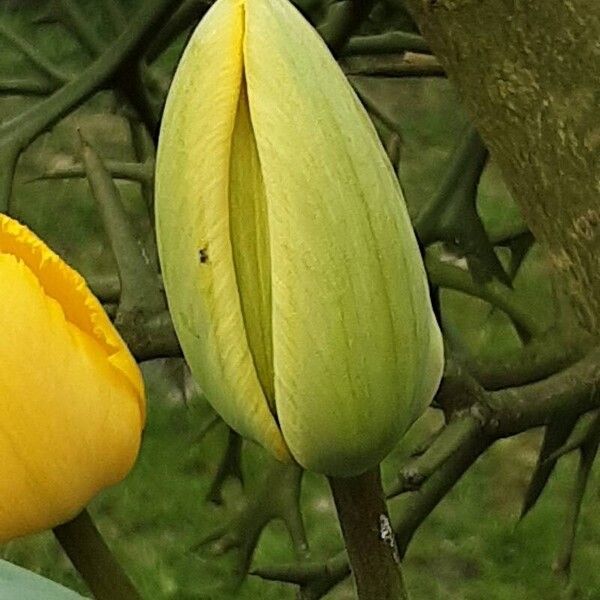 Tulipa gesneriana Flower