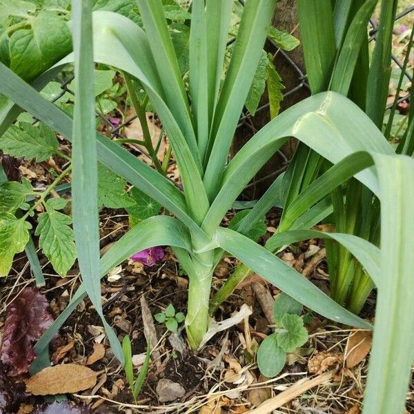 Allium ampeloprasum Leaf