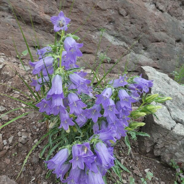 Campanula speciosa Květ