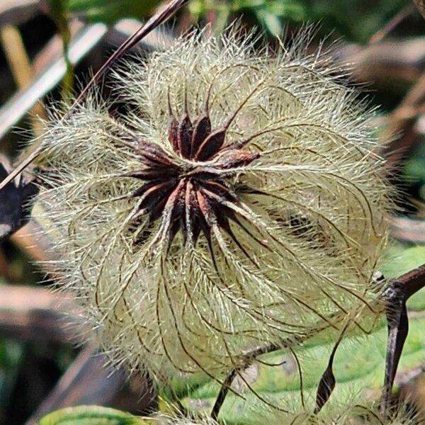 Clematis virginiana 花