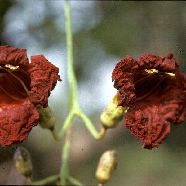 Kigelia africana Floro