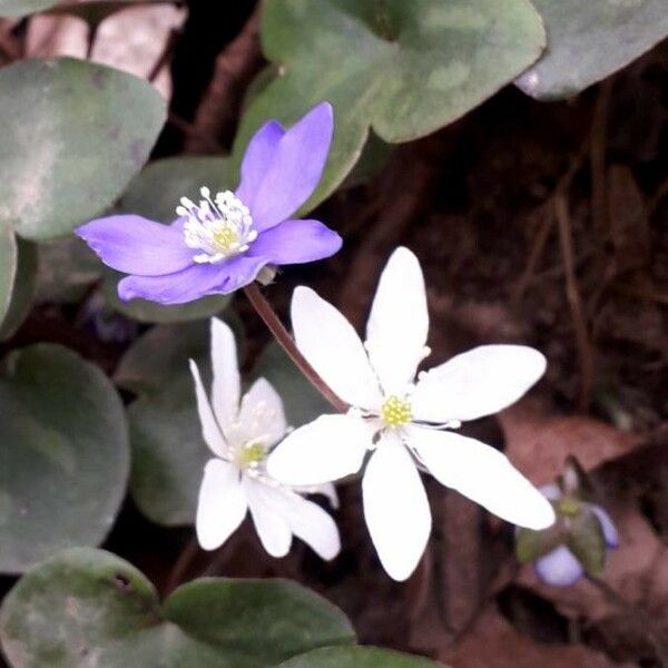 Hepatica nobilis പുഷ്പം