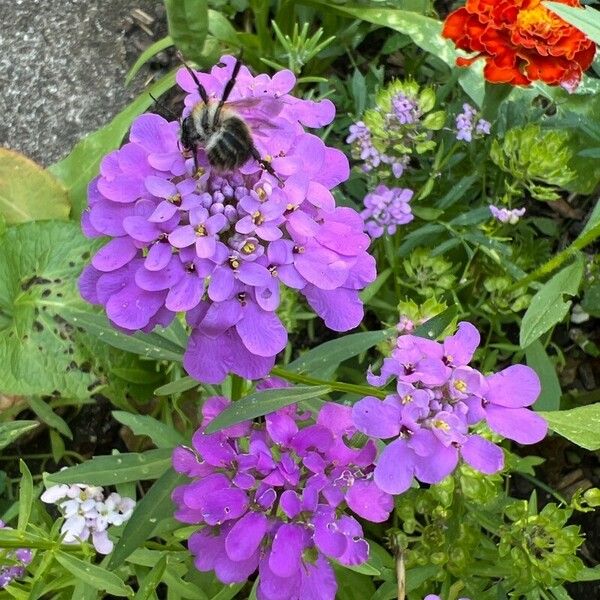 Iberis umbellata Floare