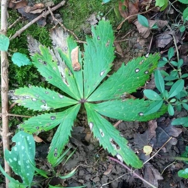 Helleborus viridis Folla