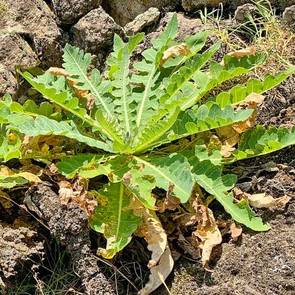 Sonchus daltonii Φύλλο