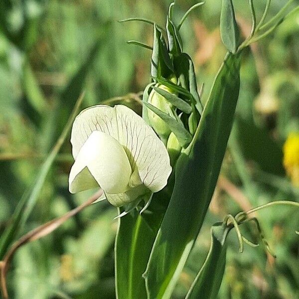 Lathyrus ochrus Квітка
