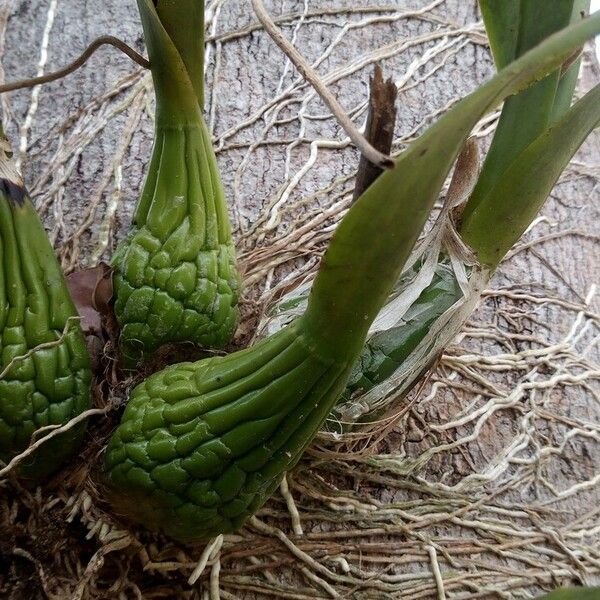 Encyclia cordigera Leaf