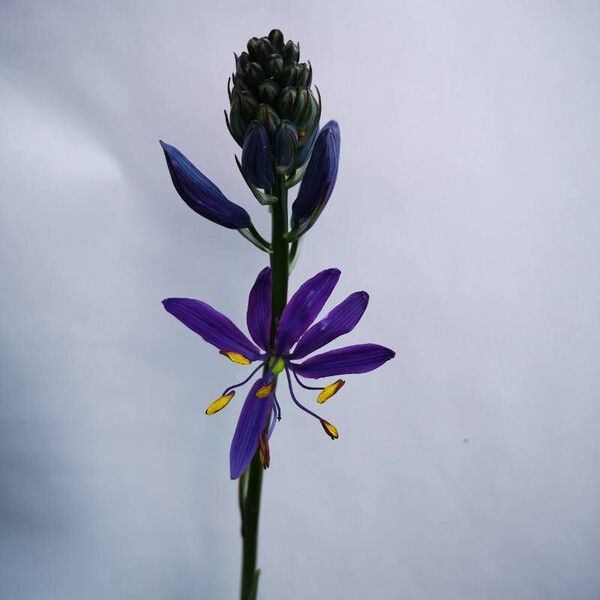 Camassia quamash Flower