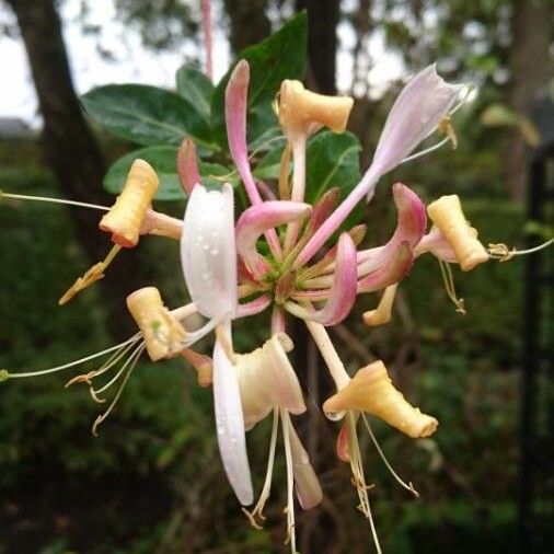 Lonicera periclymenum Flower