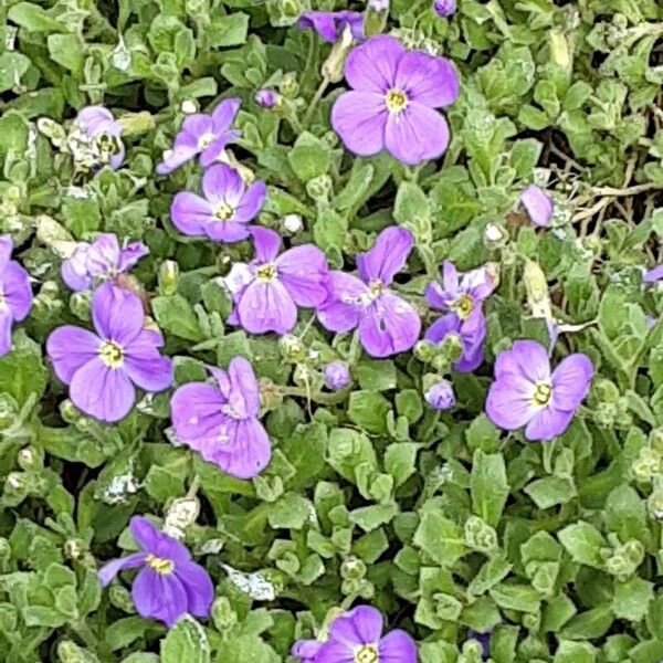 Aubrieta deltoidea পাতা