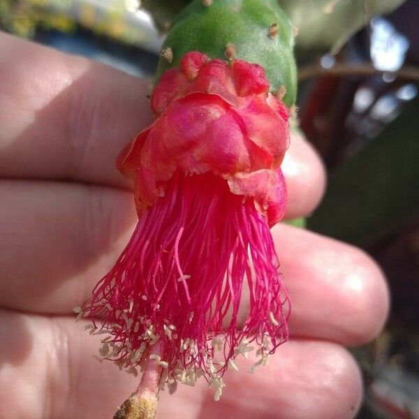 Opuntia cochenillifera Цвят