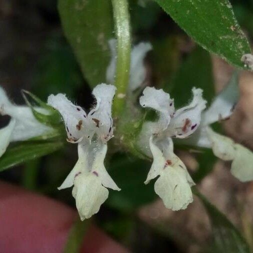 Stachys annua Blomma