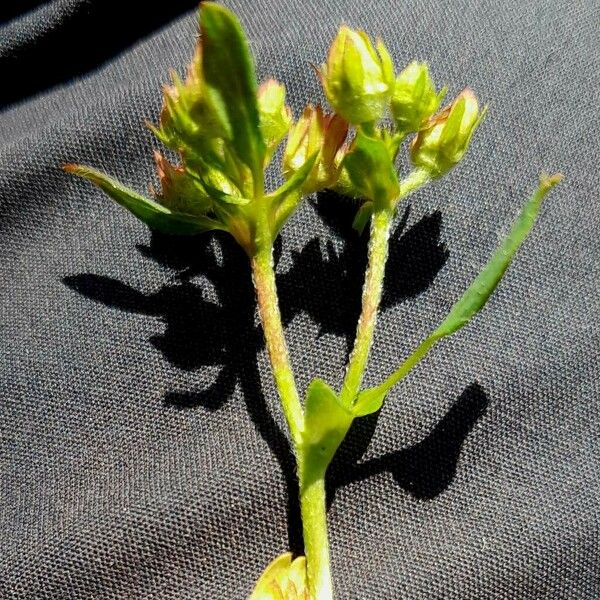 Sibbaldia procumbens چھال