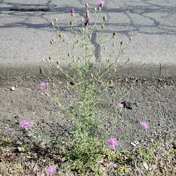 Centaurea paniculata Habit