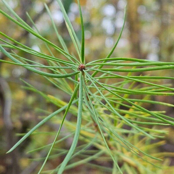 Larix decidua Leaf