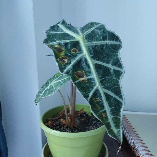 Alocasia sanderiana Liść