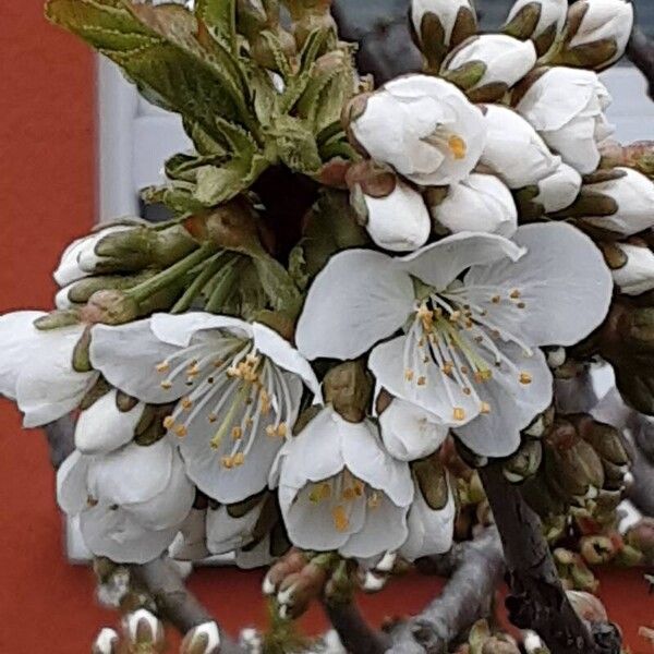 Prunus cerasus Cvet