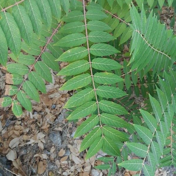 Ailanthus altissima Deilen