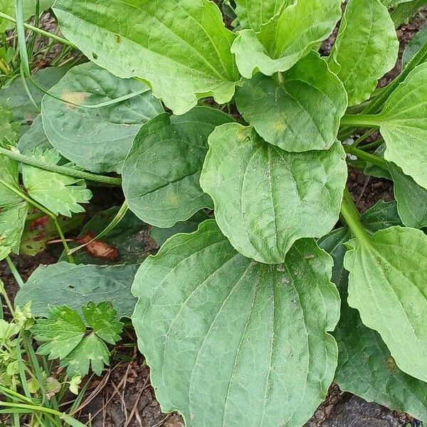 Plantago major Hostoa