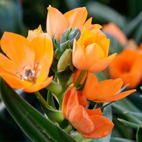 Ornithogalum dubium Flor