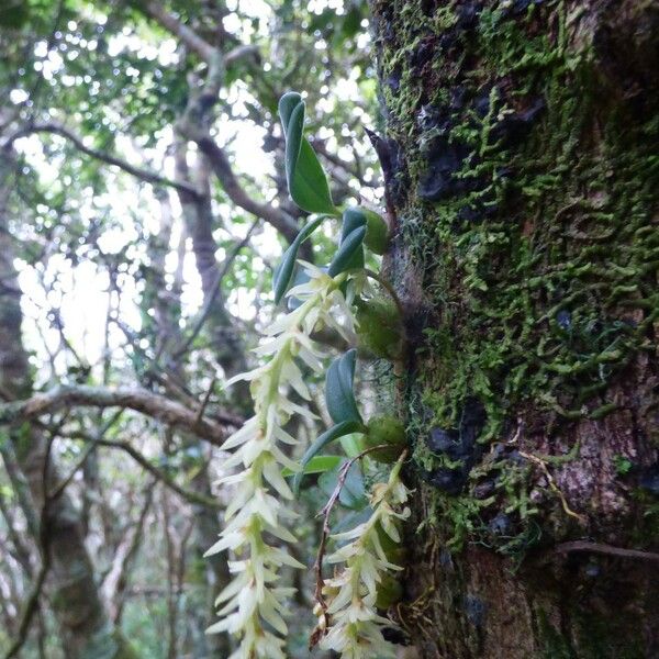 Bulbophyllum nutans Habit