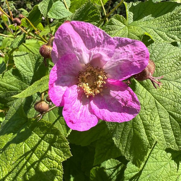 Rubus odoratus Blomma