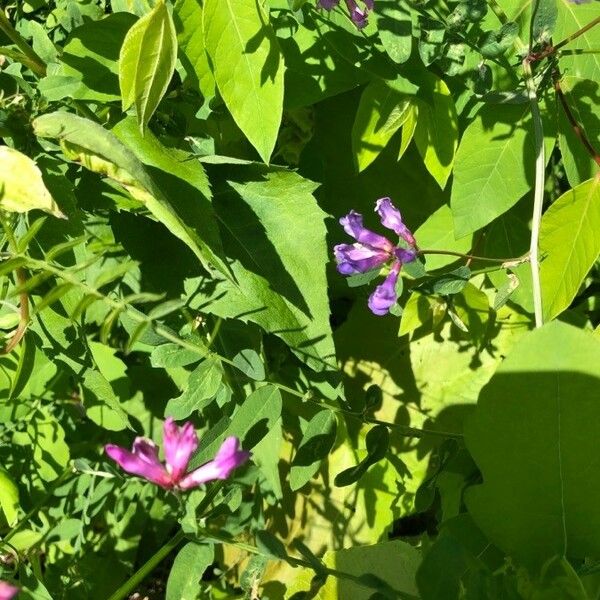 Vicia americana Květ