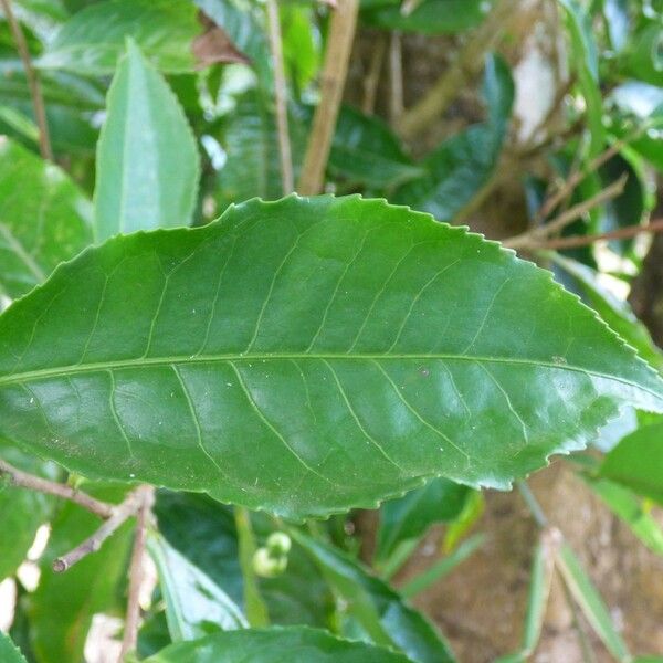 Camellia sinensis Leaf