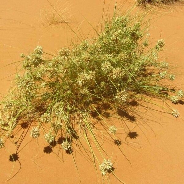 Cyperus conglomeratus Habit