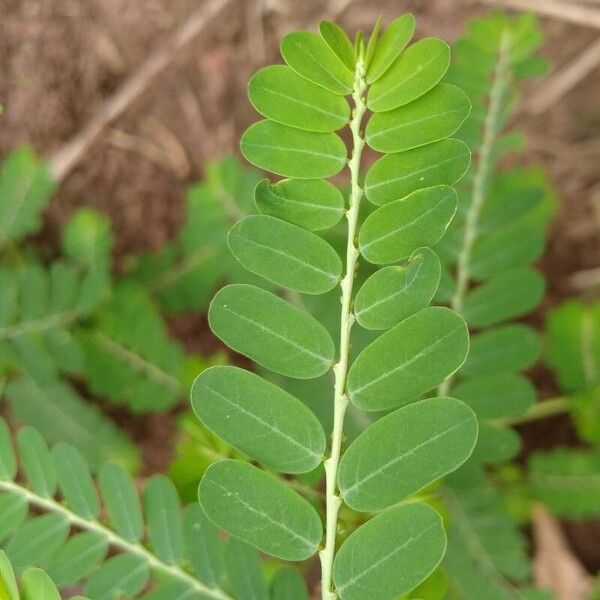 Phyllanthus amarus Leaf