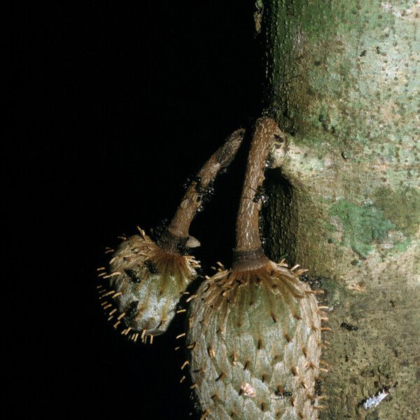 Annona foetida Corteccia