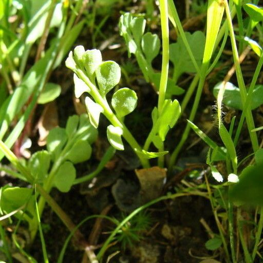 Botrychium simplex Habitus