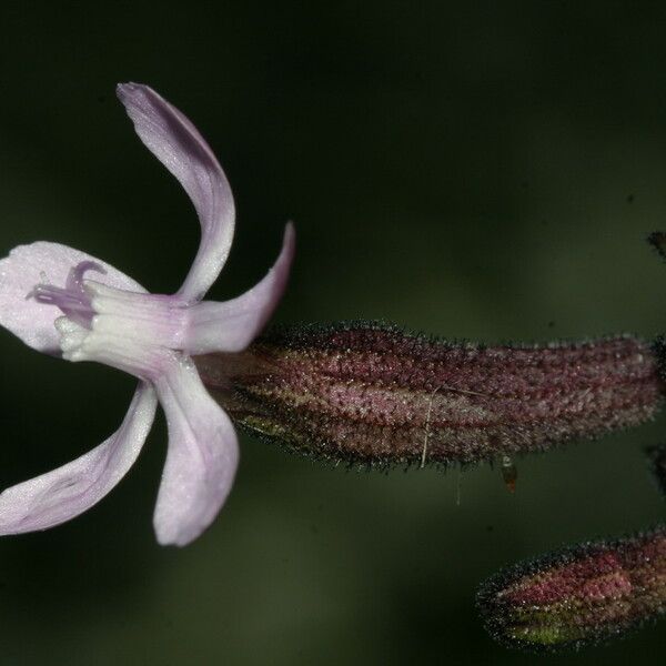 Silene fuscata ফুল