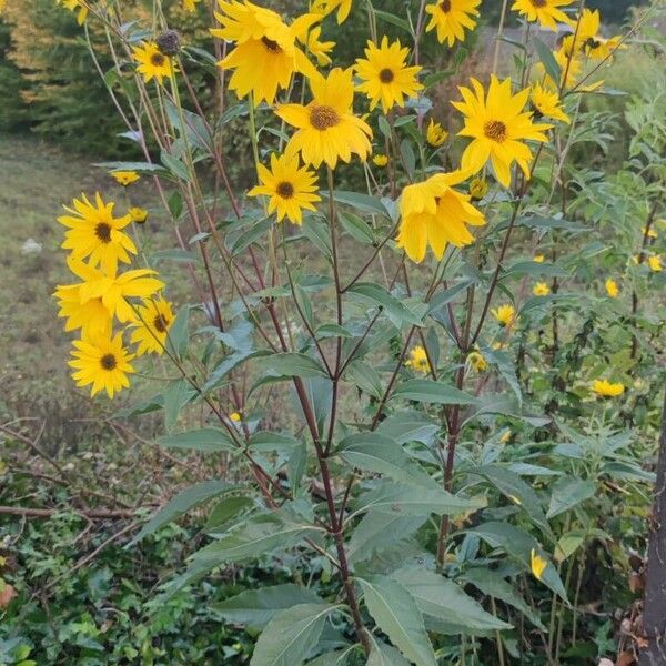 Helianthus × laetiflorus Bloem