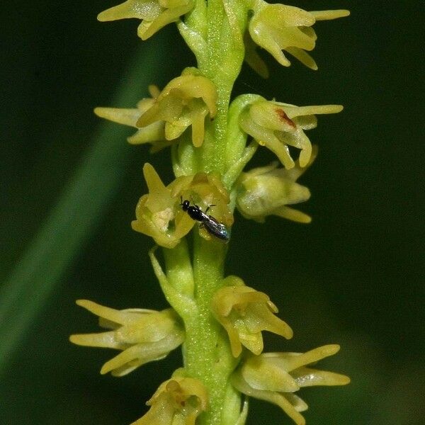 Herminium monorchis Blomma