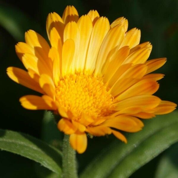 Calendula officinalis Flower