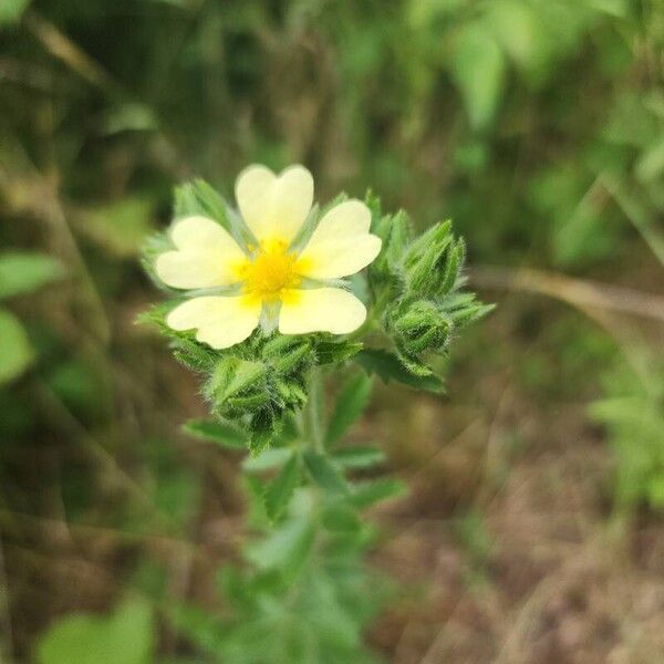 Potentilla recta Flower