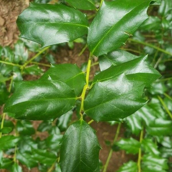 Ilex opaca Leaf