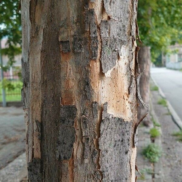 Acer buergerianum Bark