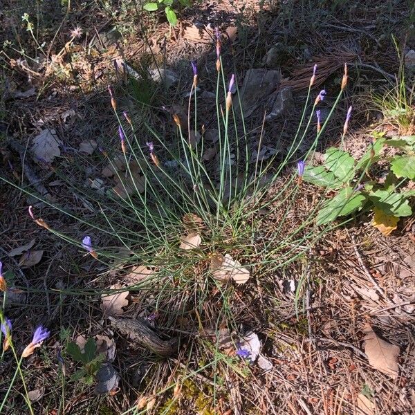 Aphyllanthes monspeliensis Habit