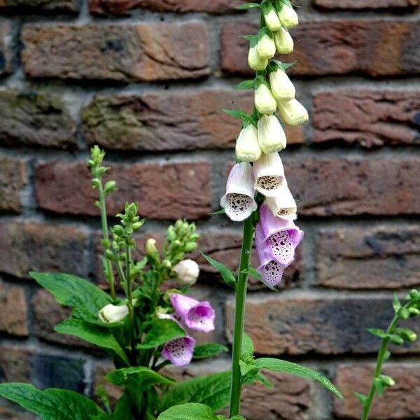 Digitalis purpurea عادت