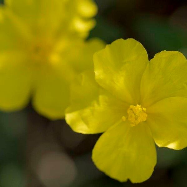 Merremia umbellata Fiore