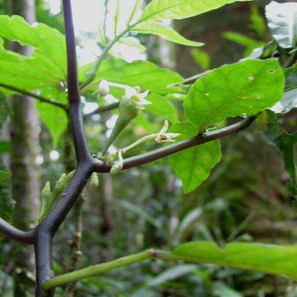 Solanum trizygum പുറംതൊലി